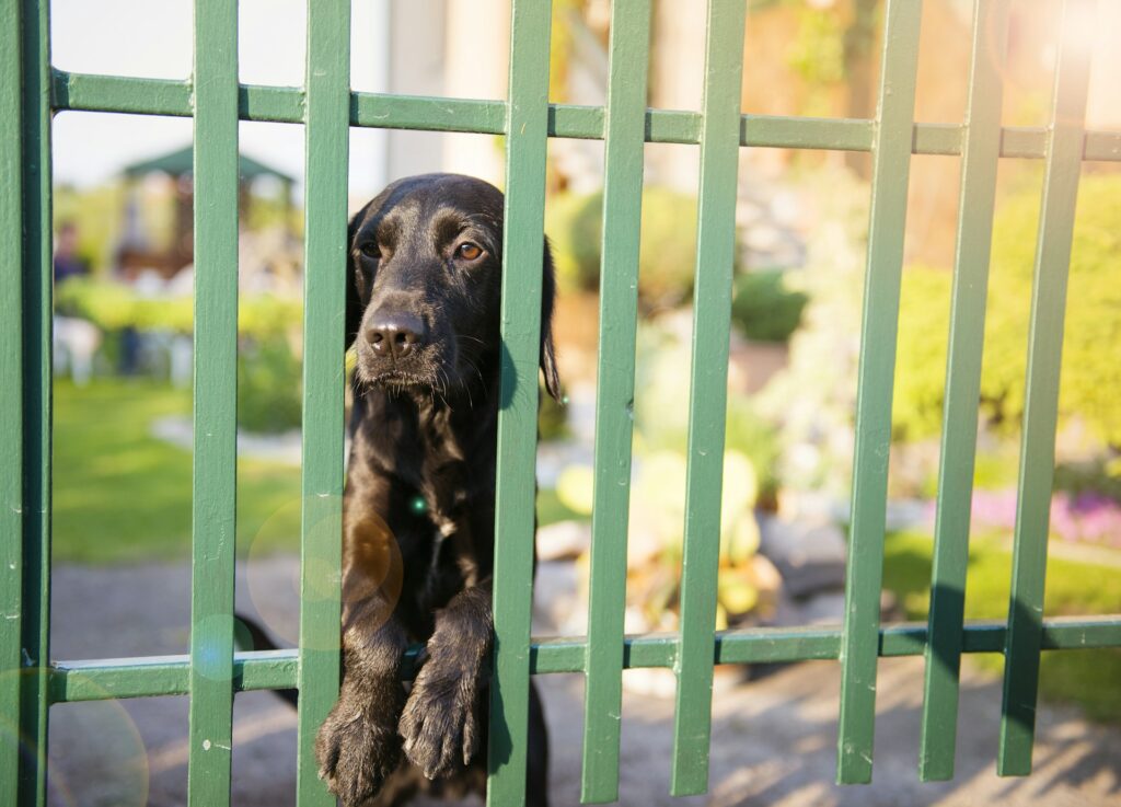 Pet-Safe Fencing Solutions for Your Home